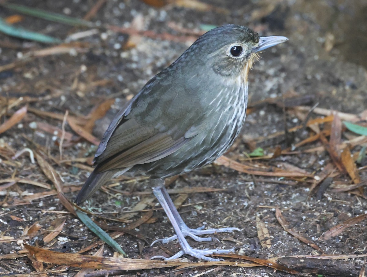 Santa Marta Antpitta - ML623202232