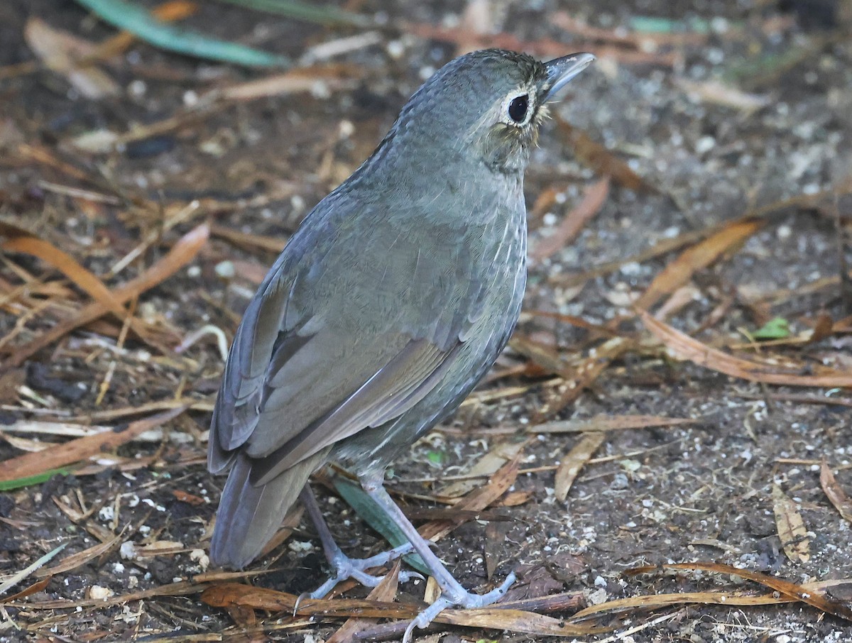 Santa Marta Antpitta - ML623202233