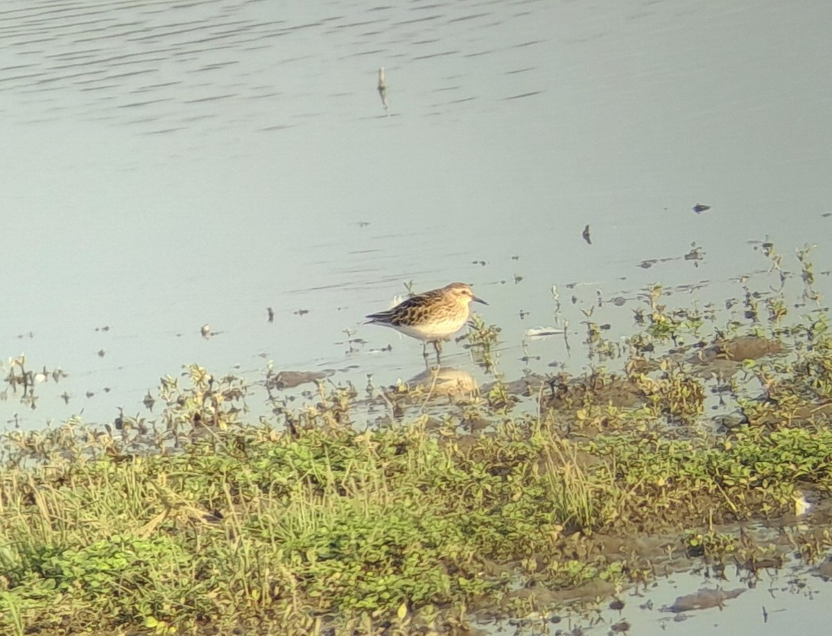 Least Sandpiper - ML623202334