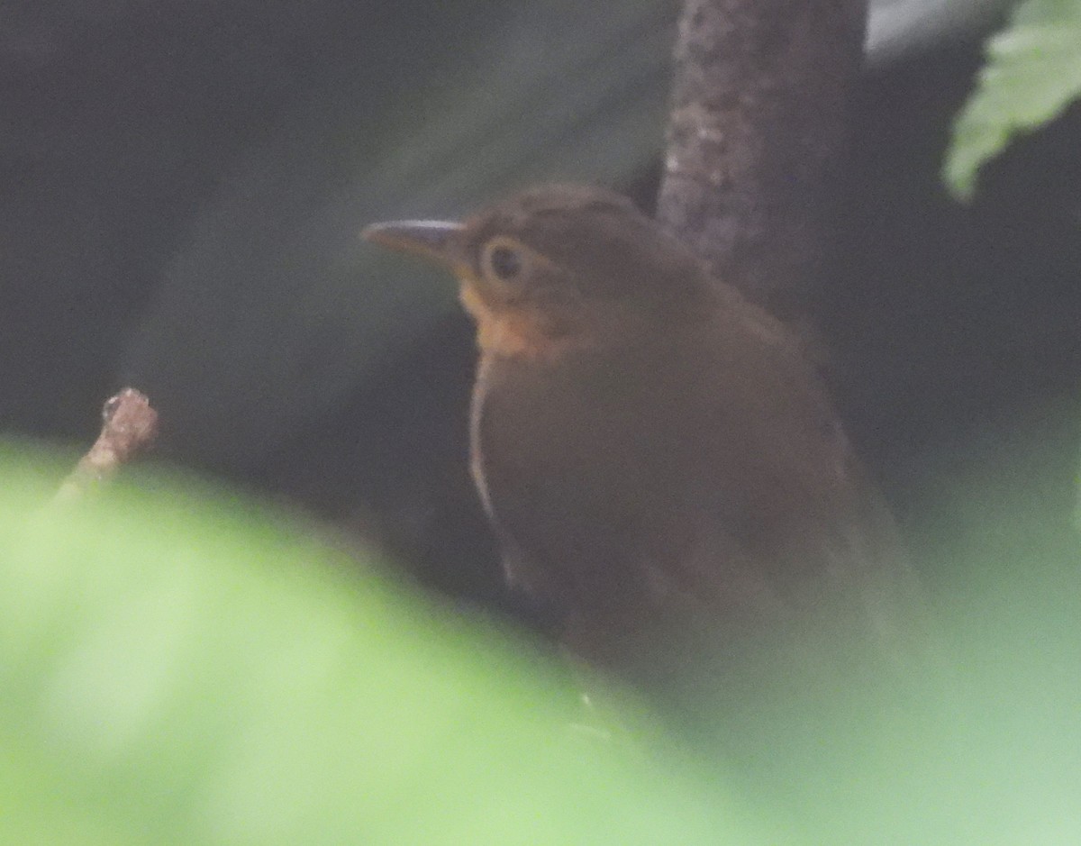 Ochre-throated Foliage-gleaner - Daniel Lane