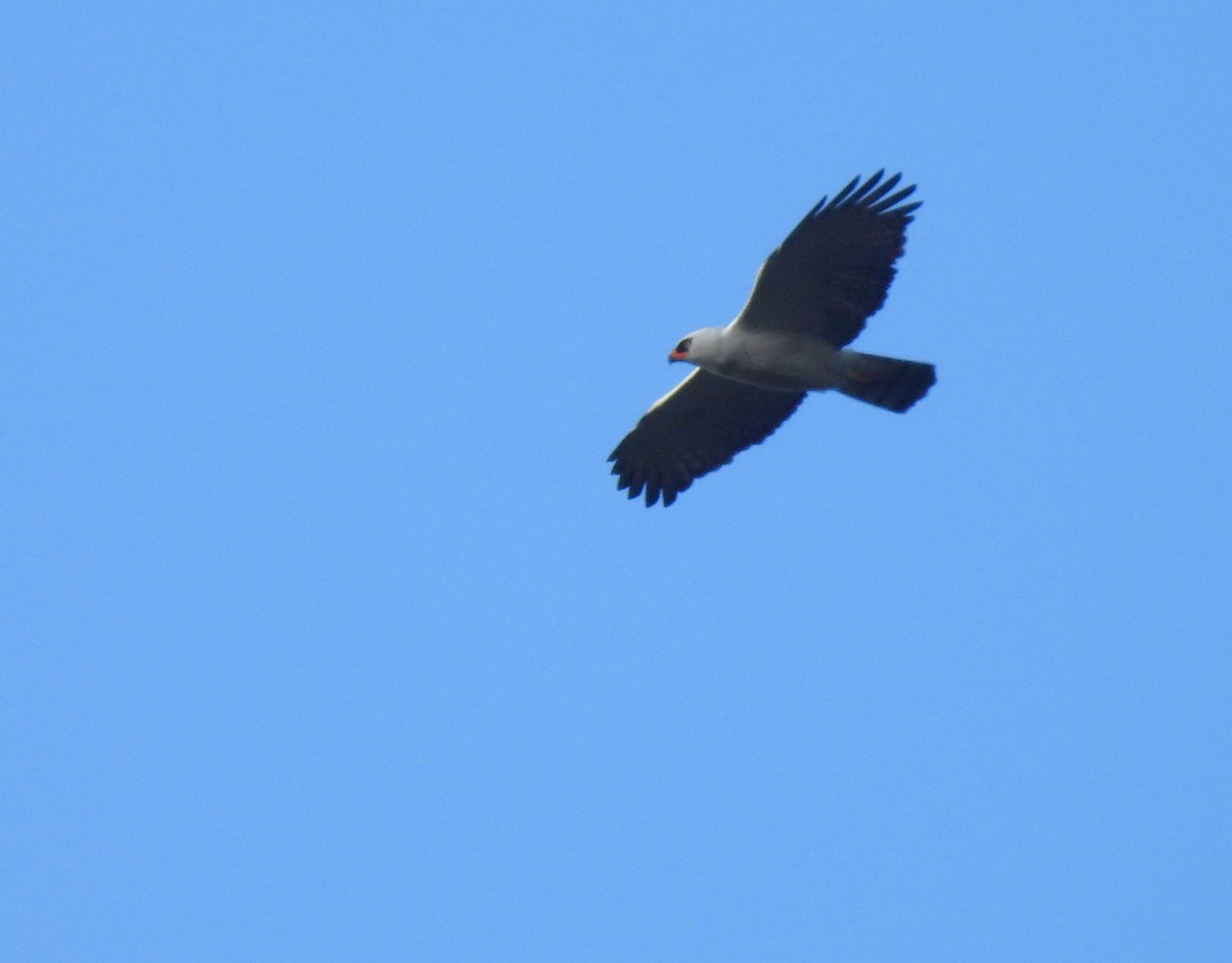 Black-and-white Hawk-Eagle - ML623202383