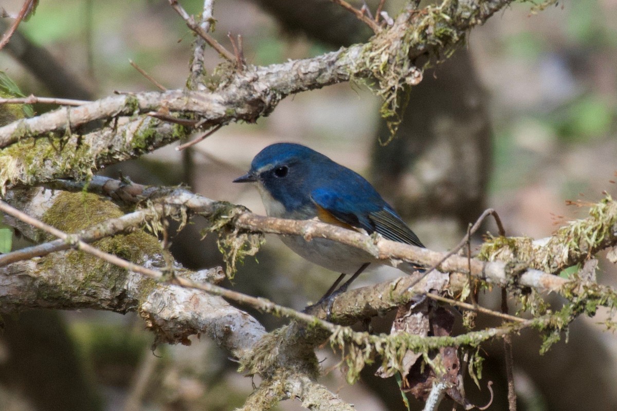 Red-flanked Bluetail - ML623202388