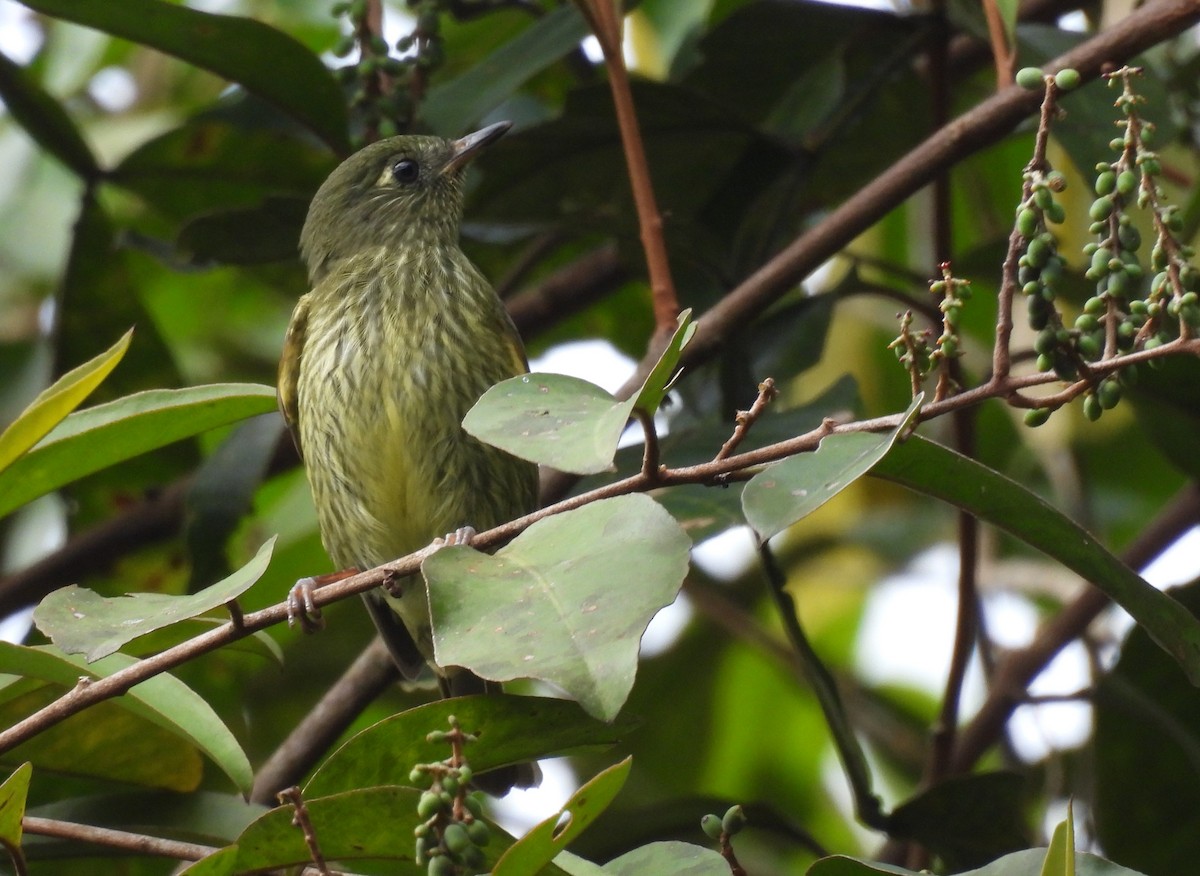 Olive-striped Flycatcher - ML623202395