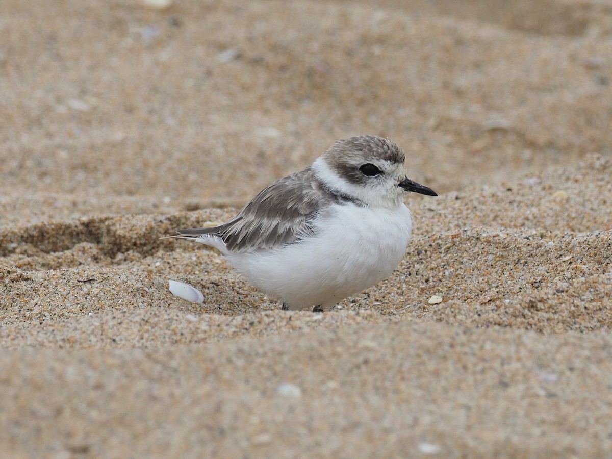 Snowy Plover - ML623202436