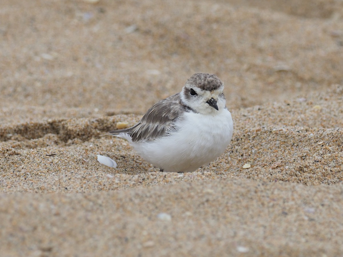 Snowy Plover - ML623202444