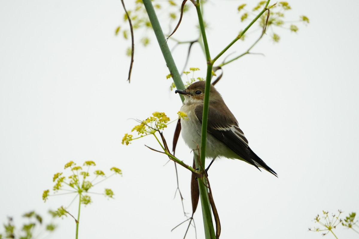 European Pied Flycatcher - ML623202454