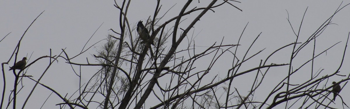 Black-throated Magpie-Jay - ML623202462