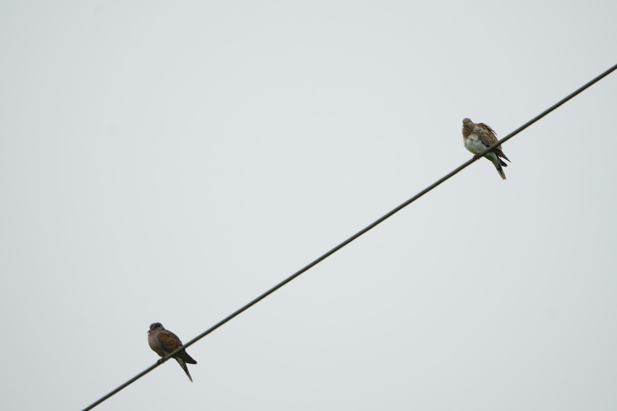 European Turtle-Dove - ML623202473