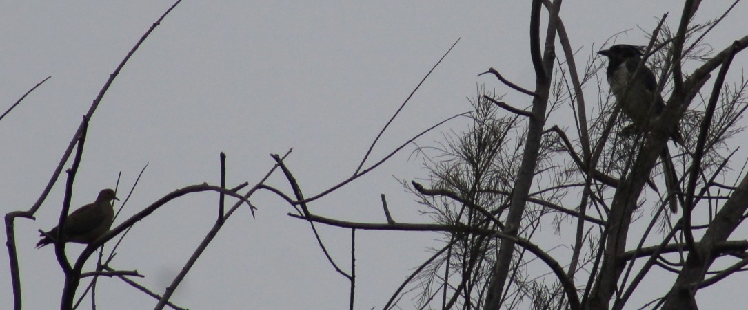 Black-throated Magpie-Jay - ML623202474