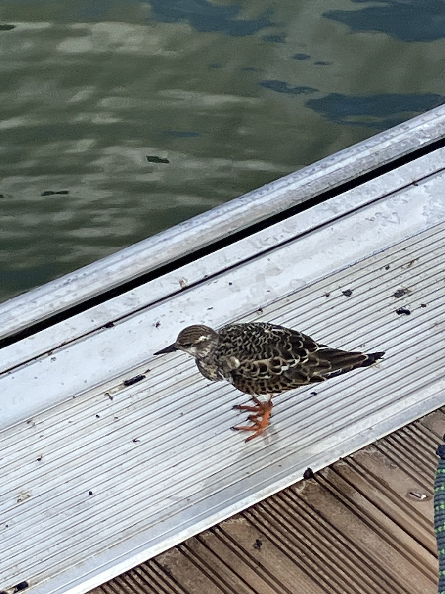 Ruddy Turnstone - ML623202488