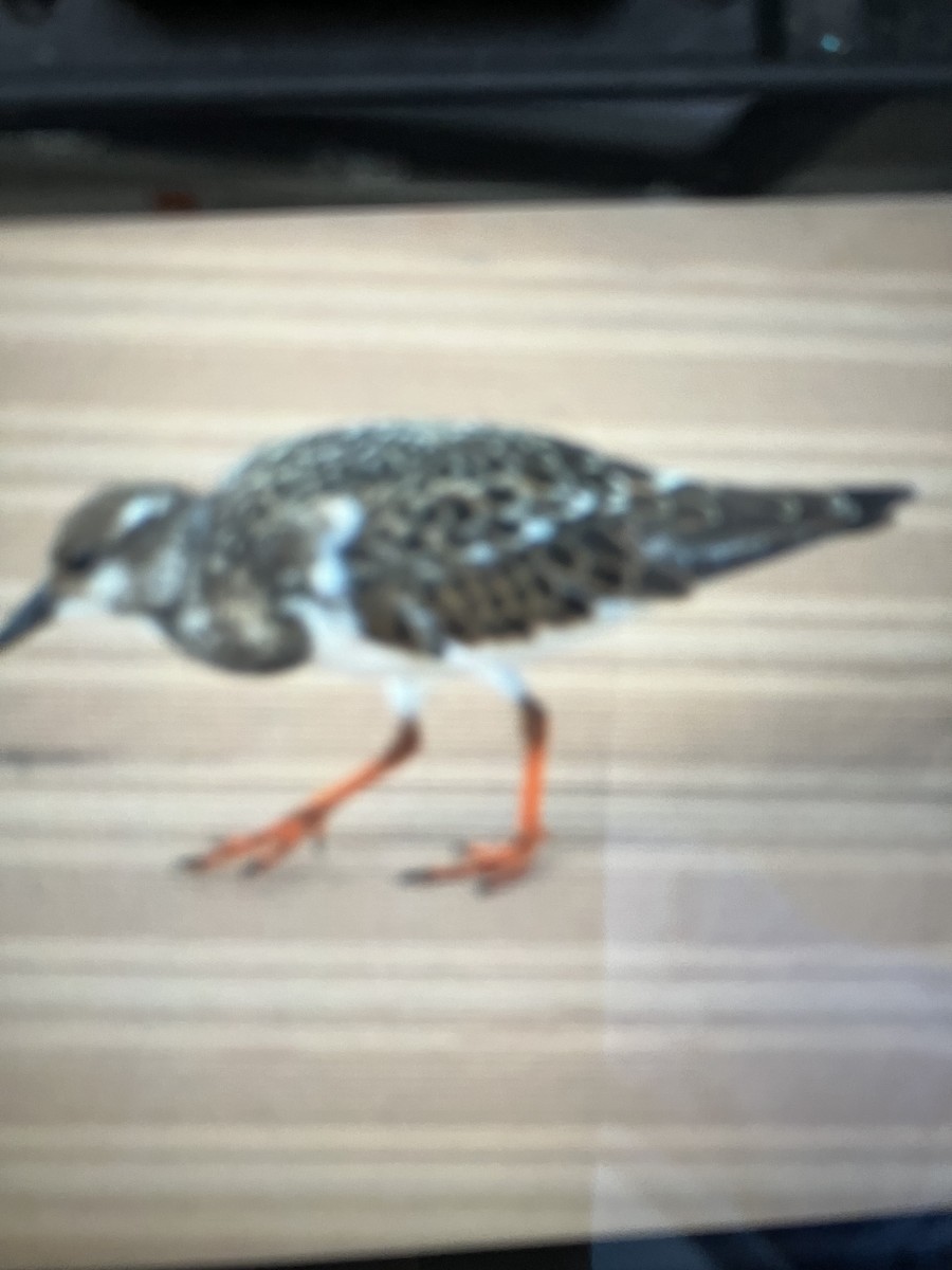 Ruddy Turnstone - ML623202489