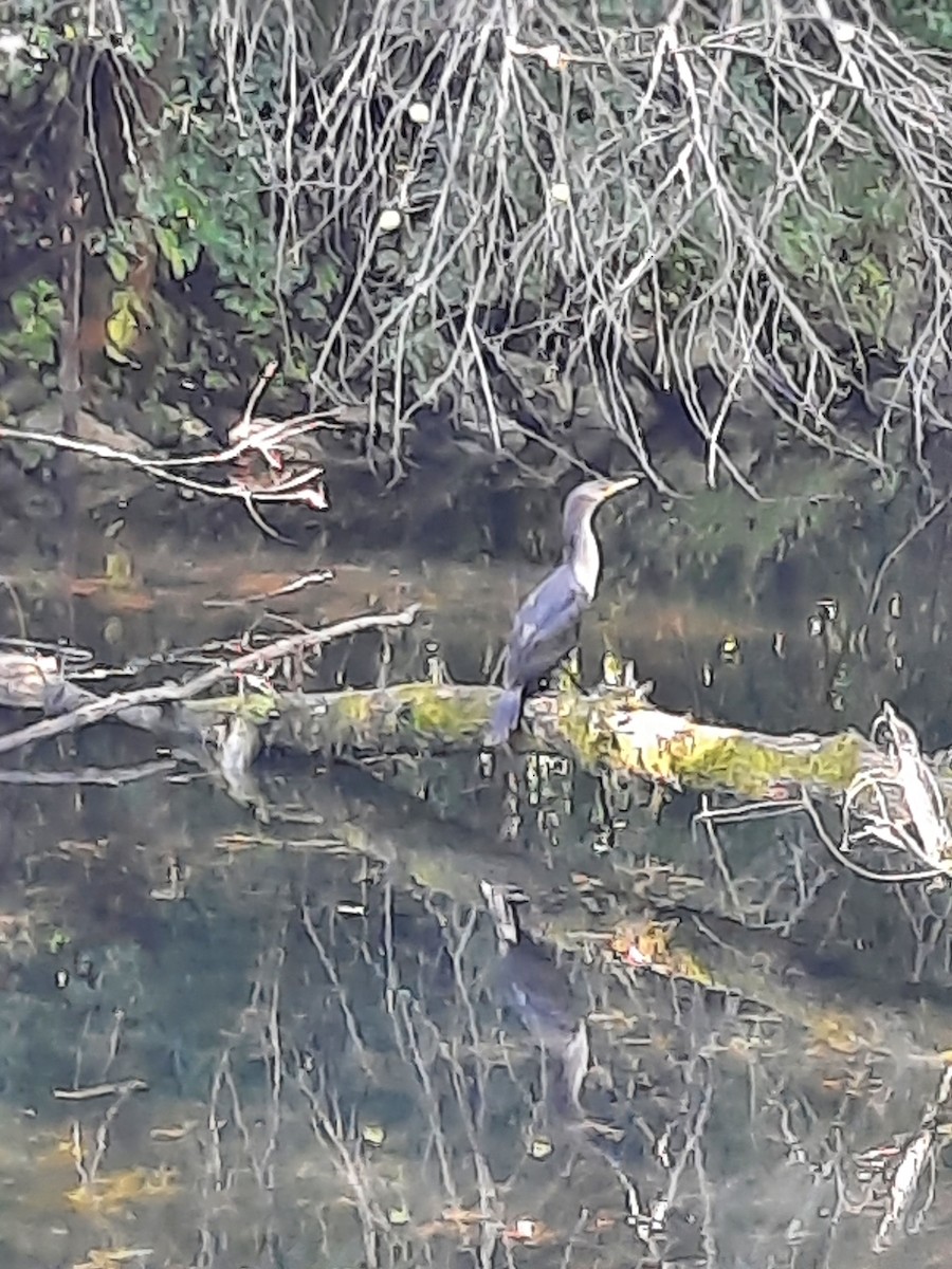 Double-crested Cormorant - ML623202539