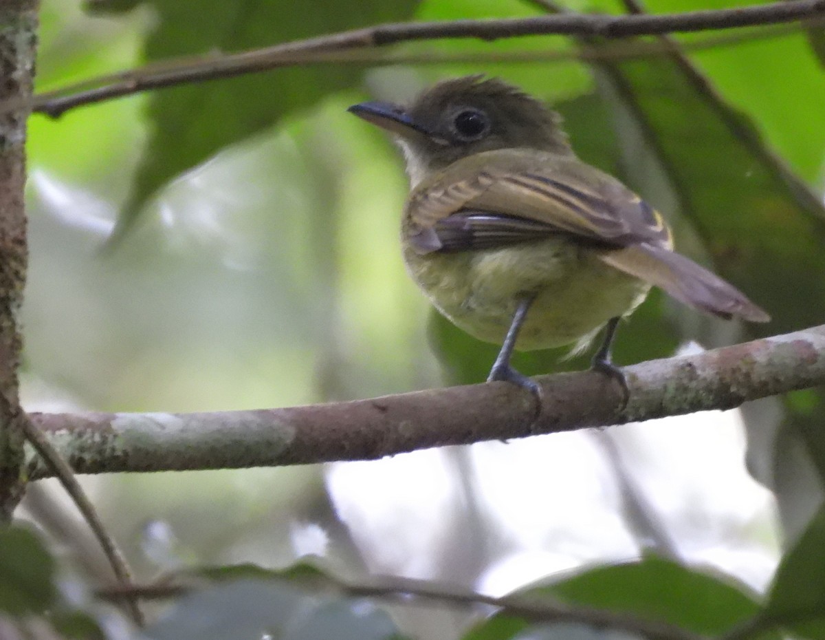 Western Olivaceous Flatbill - Daniel Lane