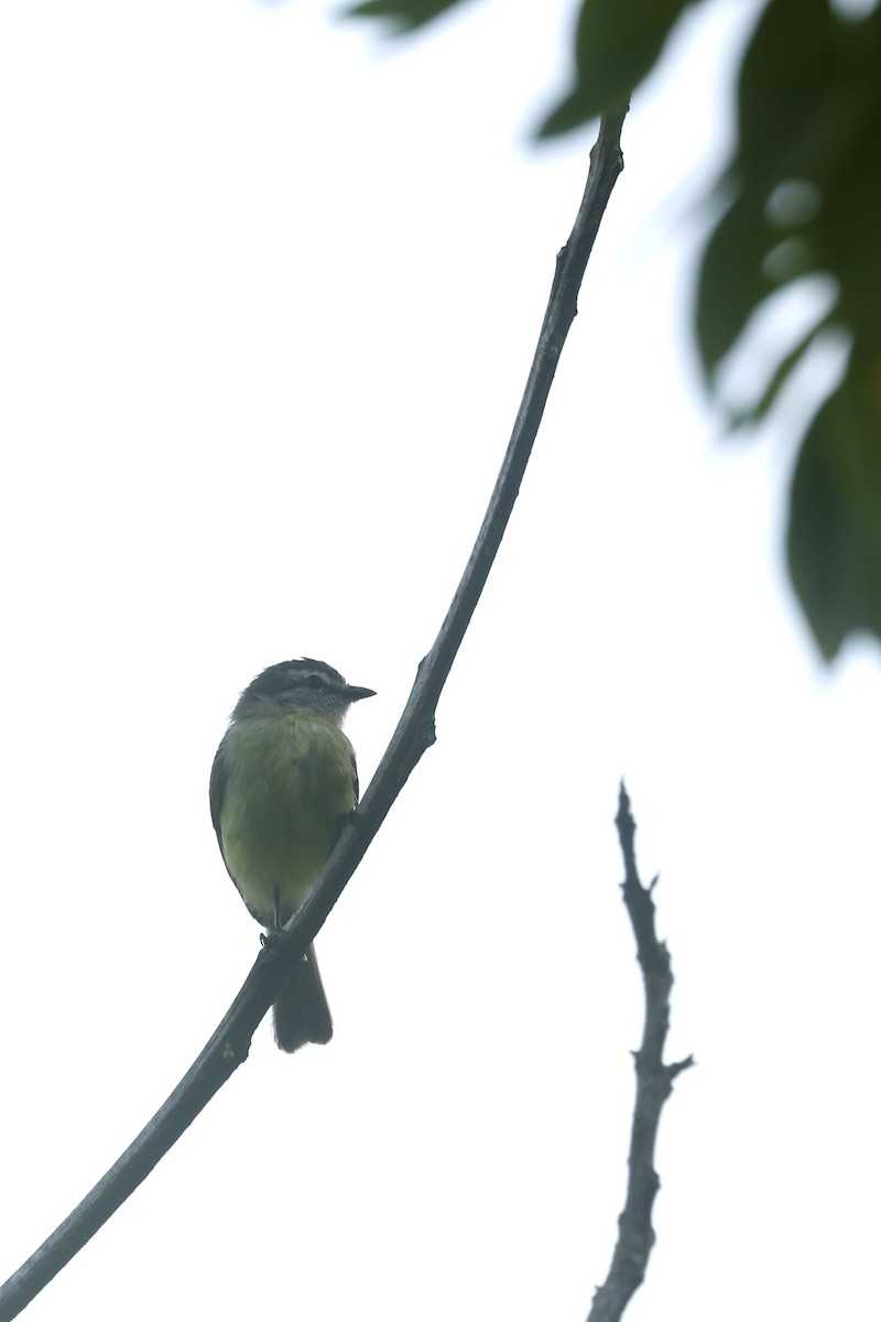 Sooty-headed Tyrannulet - ML623202798