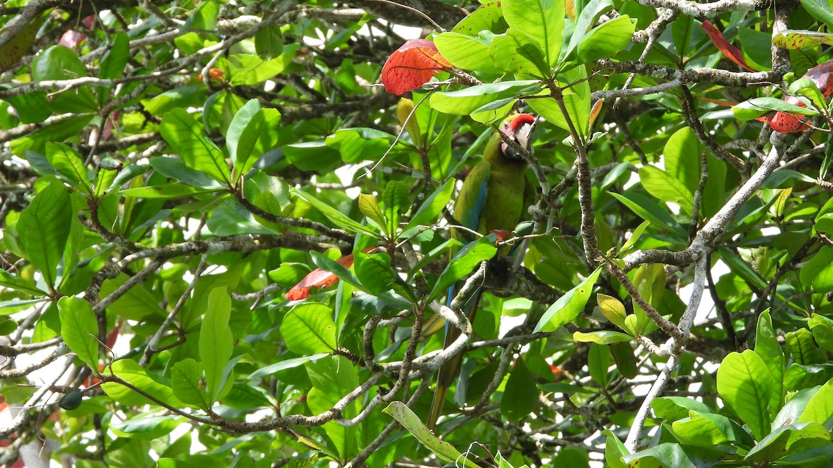 Great Green Macaw - ML623202817