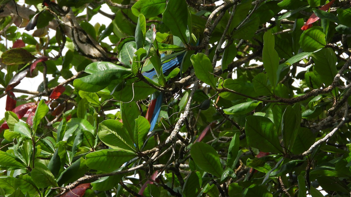 Great Green Macaw - ML623202818