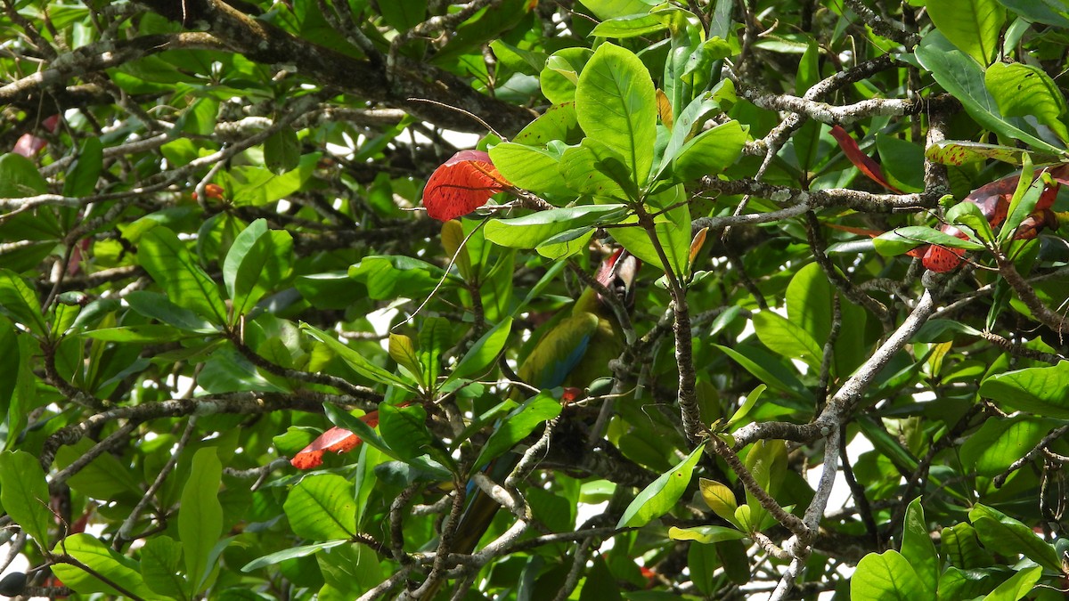 Great Green Macaw - ML623202819