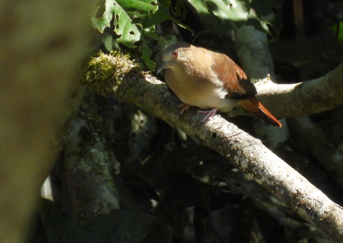 Blue Ground Dove - ML623202900