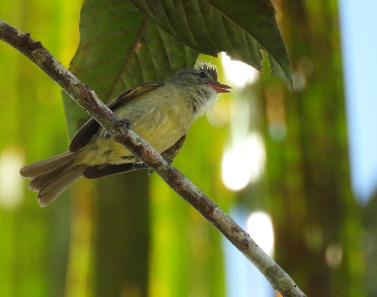 Southern Beardless-Tyrannulet - ML623202907