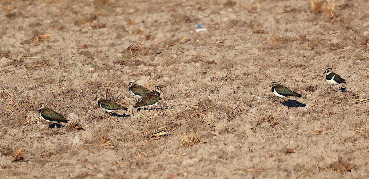 Northern Lapwing - José Gravato