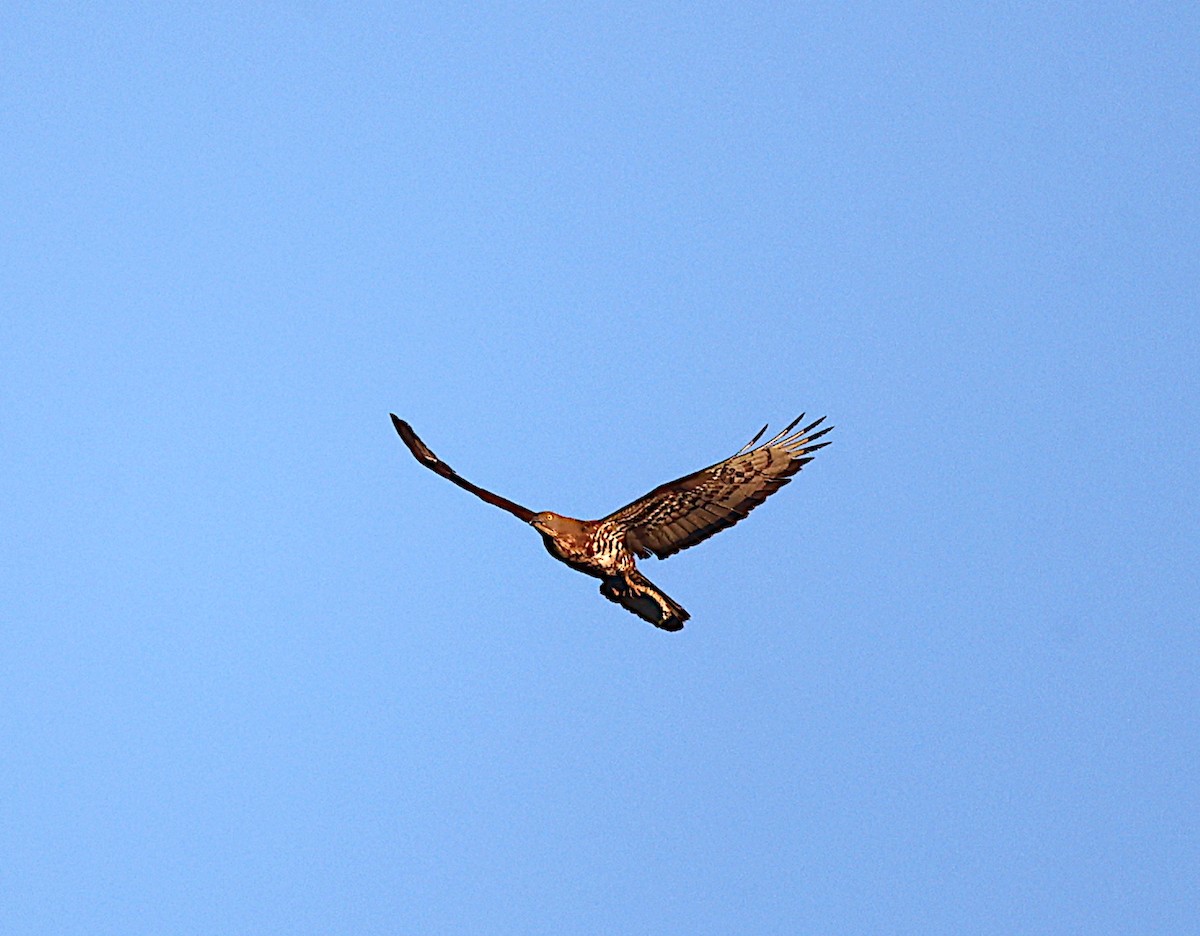 European Honey-buzzard - ML623203005