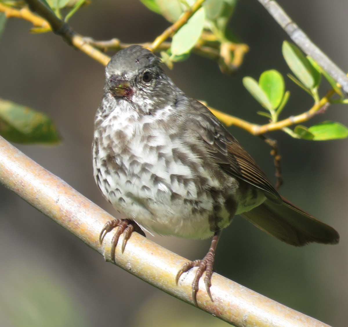 Fox Sparrow (Slate-colored) - ML623203046