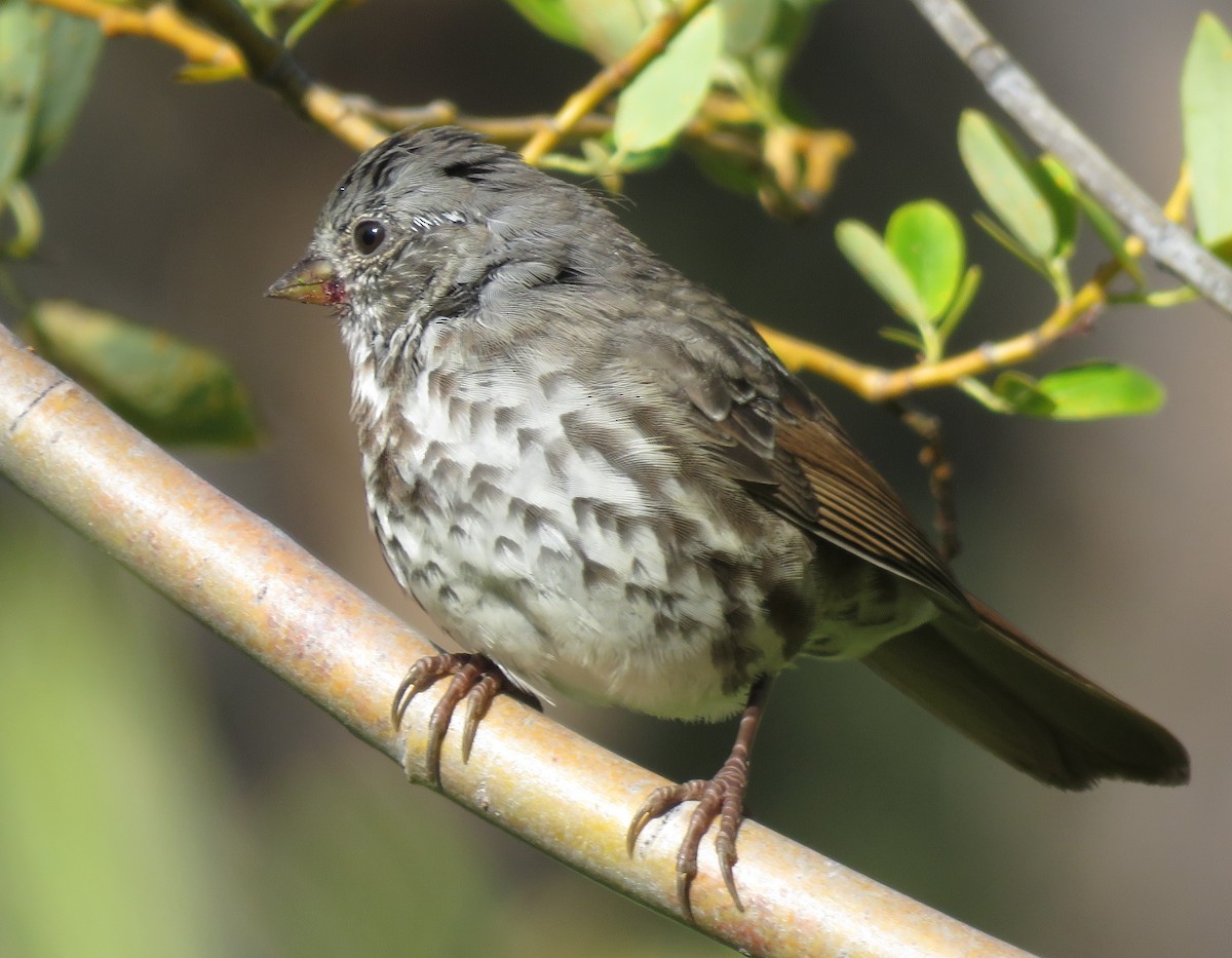 Fox Sparrow (Slate-colored) - ML623203061