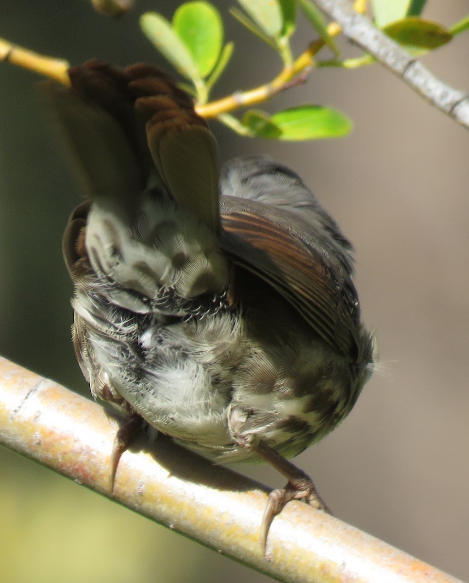 Fox Sparrow (Slate-colored) - ML623203069