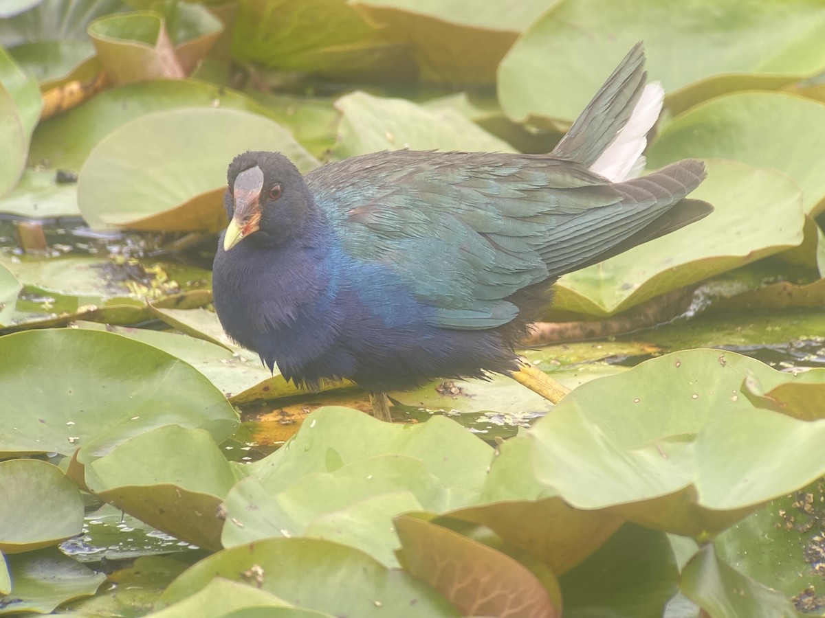 Purple Gallinule - ML623203110