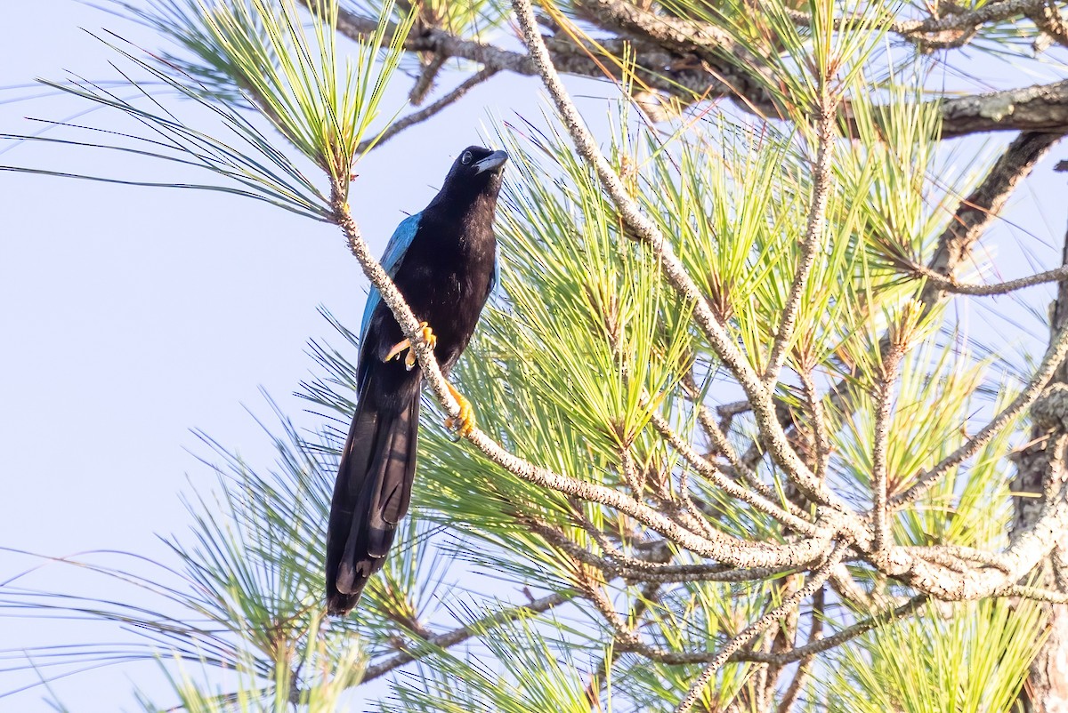 Yucatan Jay - Sandy & Bob Sipe