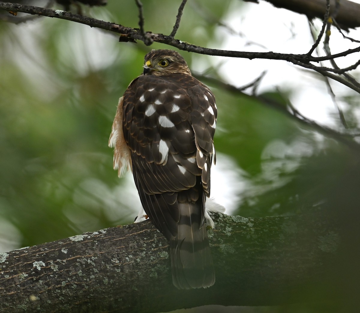 Sharp-shinned Hawk - ML623203182