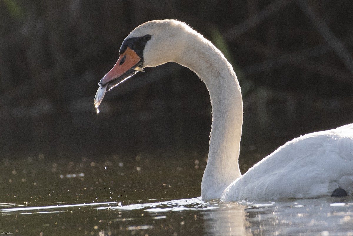 Cygne tuberculé - ML623203224