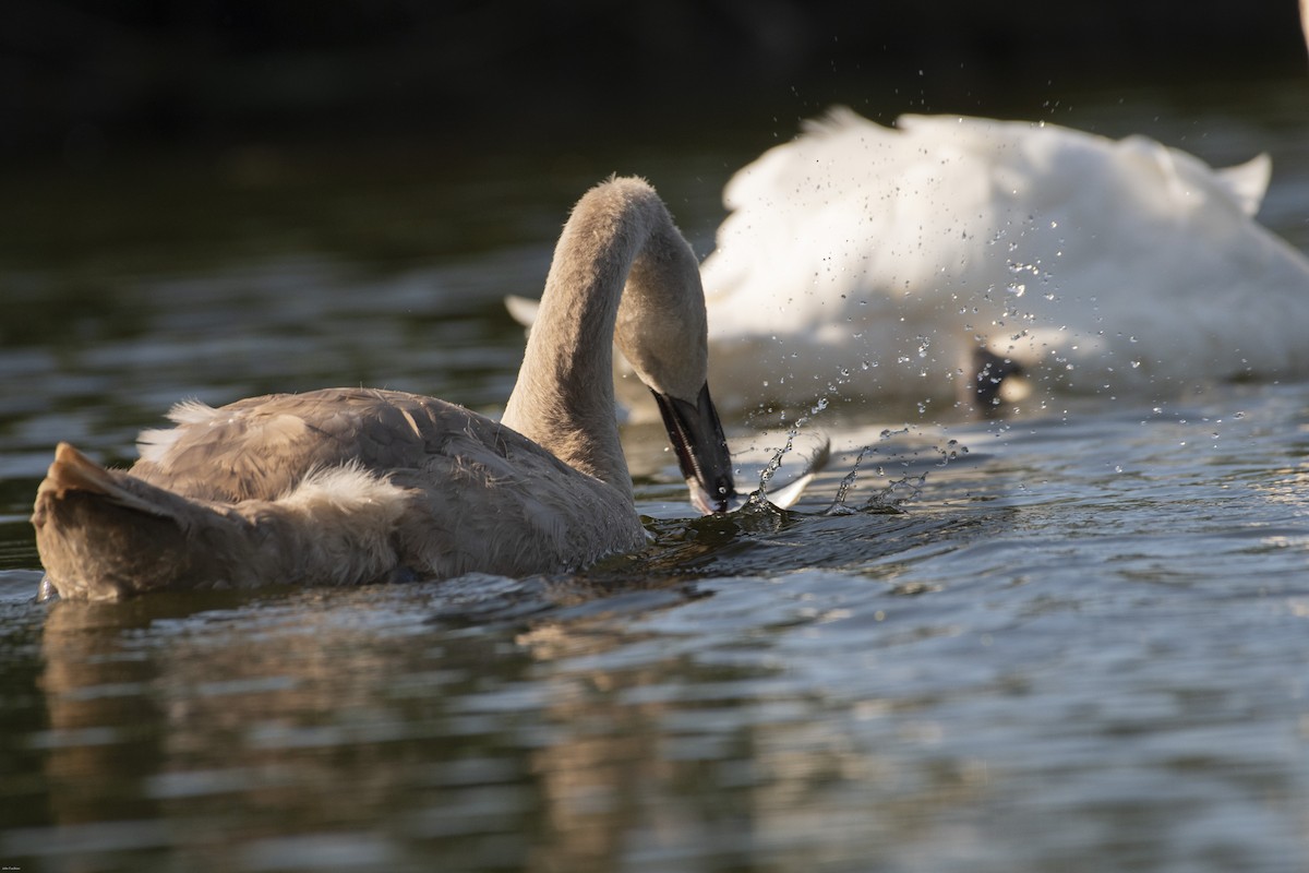 Cygne tuberculé - ML623203225