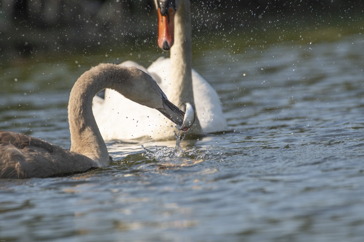 Cygne tuberculé - ML623203226