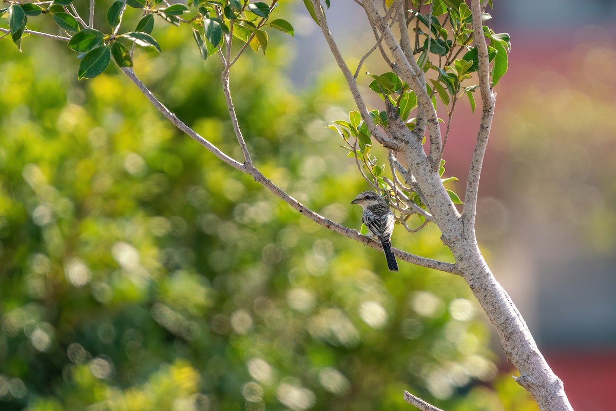 Masked Shrike - Ali COBANOGLU