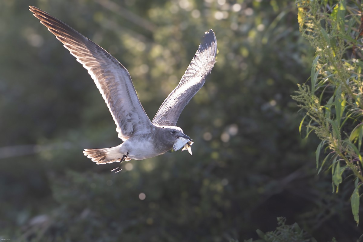 Mouette atricille - ML623203238