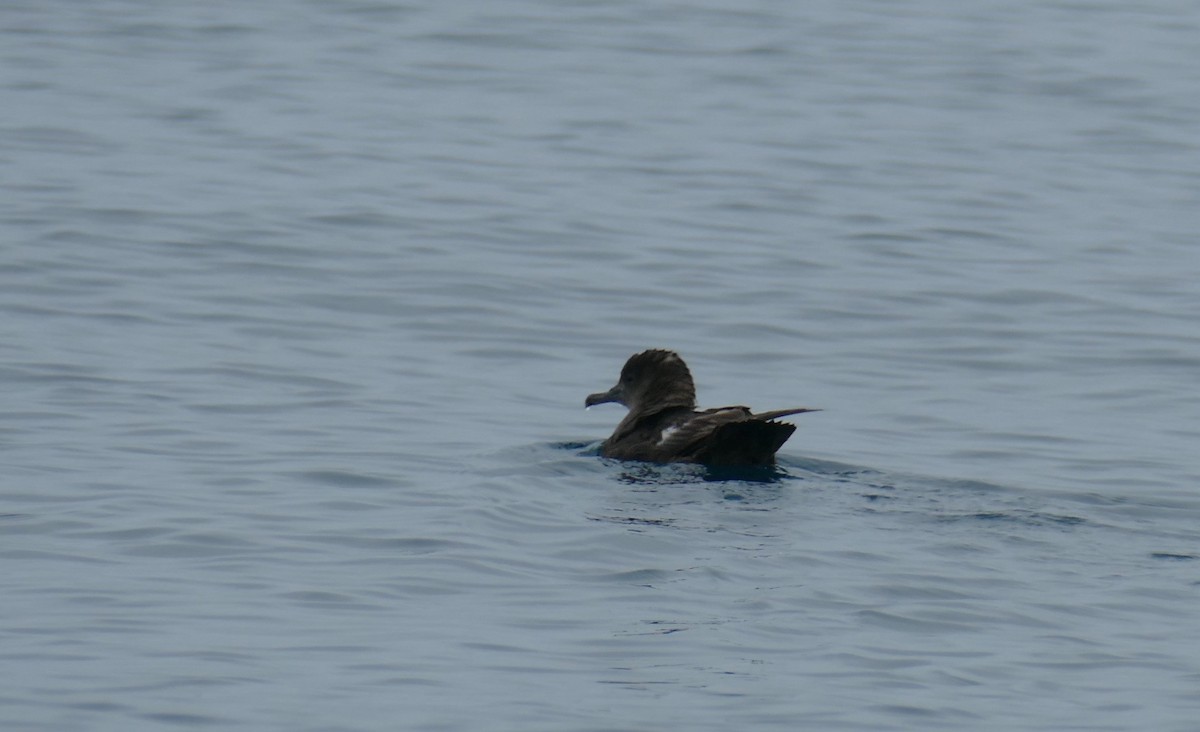 Sooty Shearwater - ML623203251