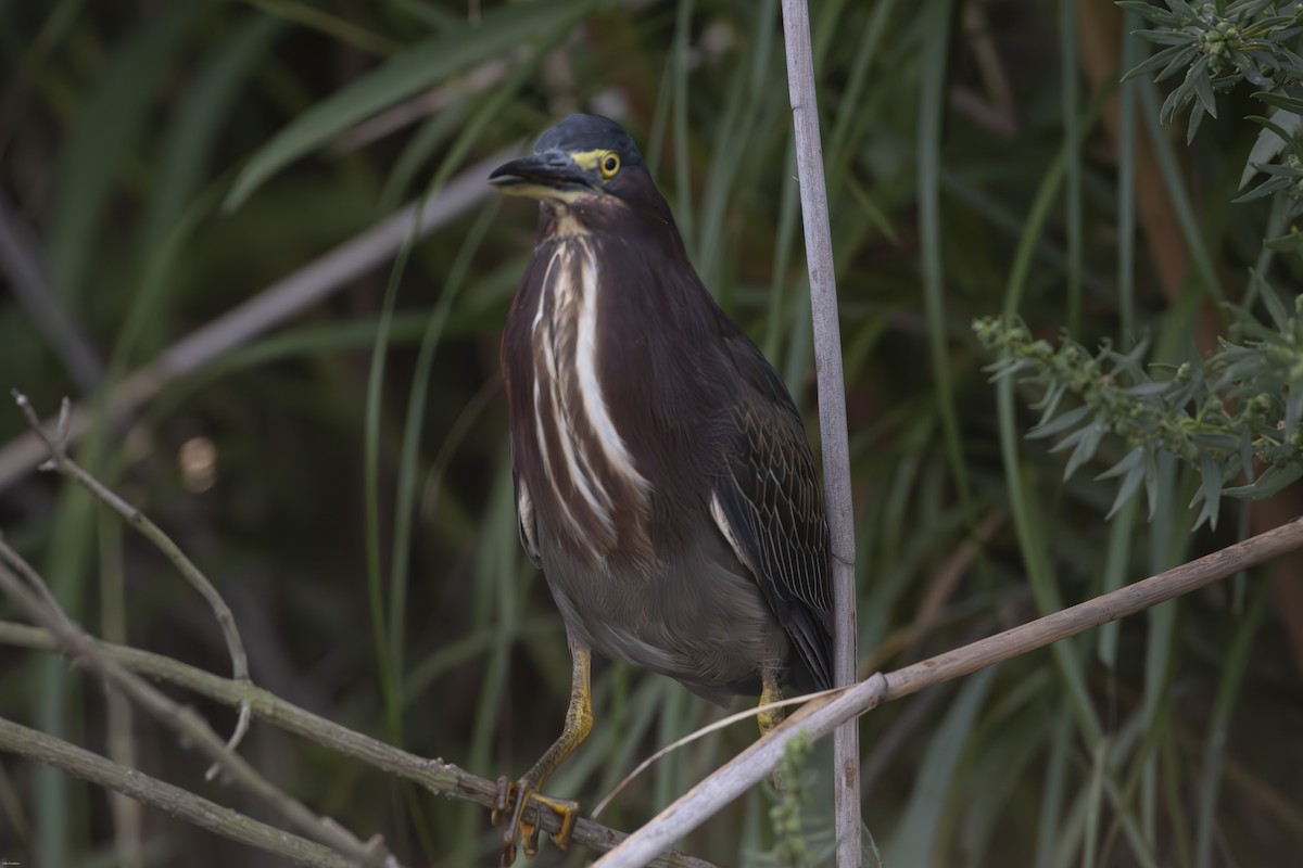 Green Heron - ML623203323