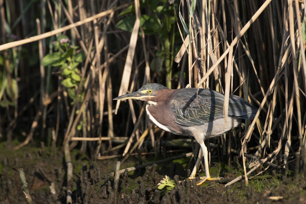 Green Heron - ML623203324