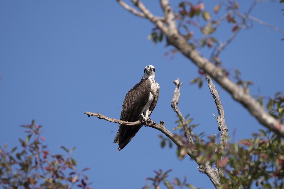 Balbuzard pêcheur - ML623203364