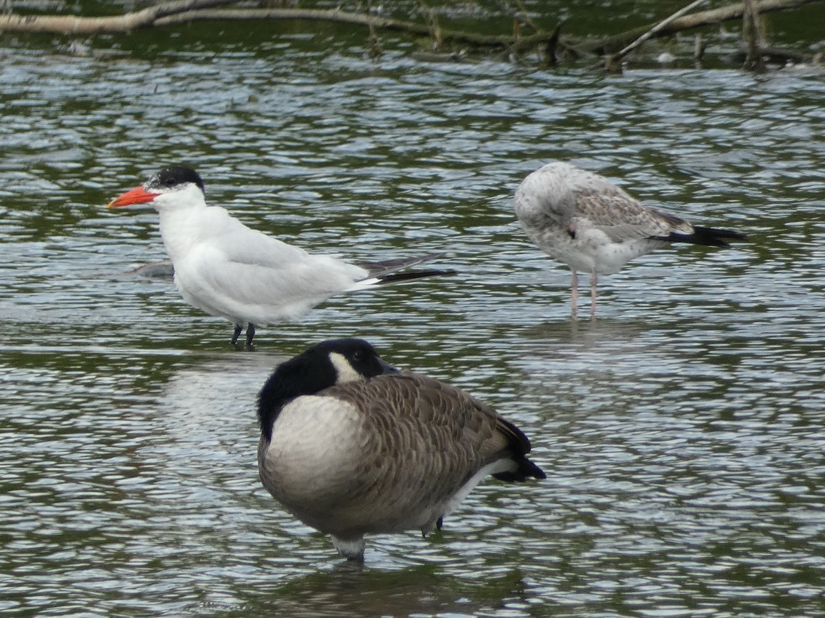 Caspian Tern - ML623203370