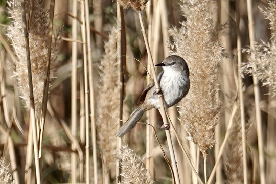 Namaqua Warbler - ML623203469