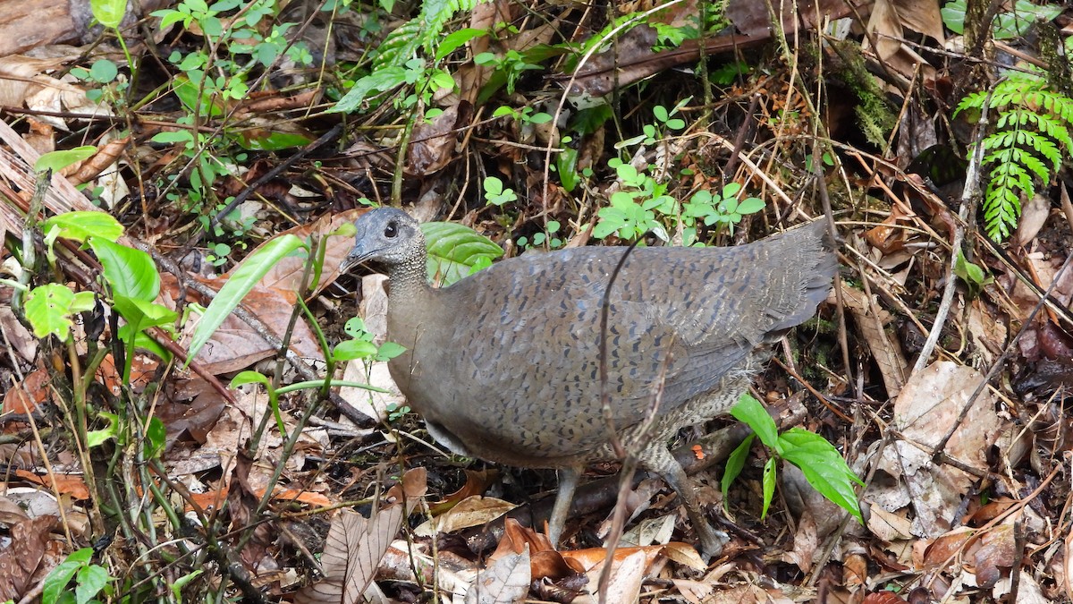 Great Tinamou - ML623203484