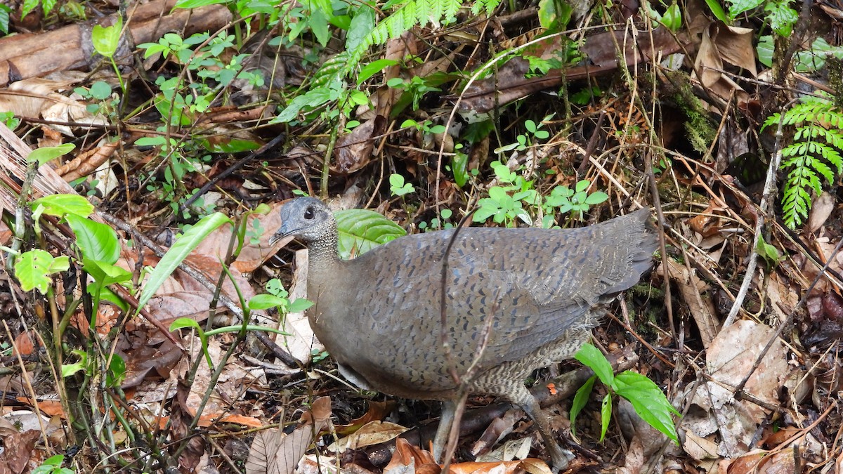 Great Tinamou - ML623203485