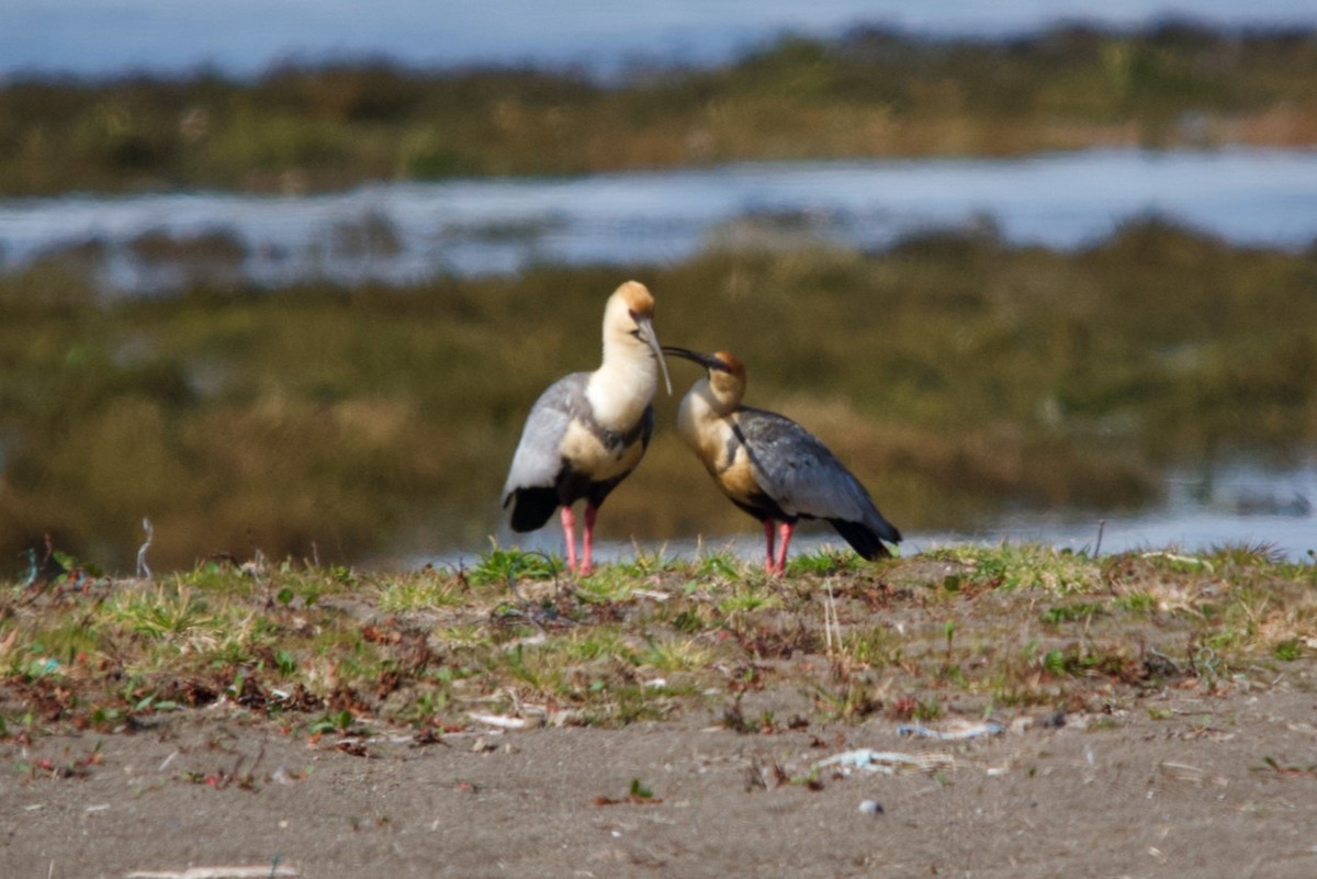 Black-faced Ibis - ML623203522