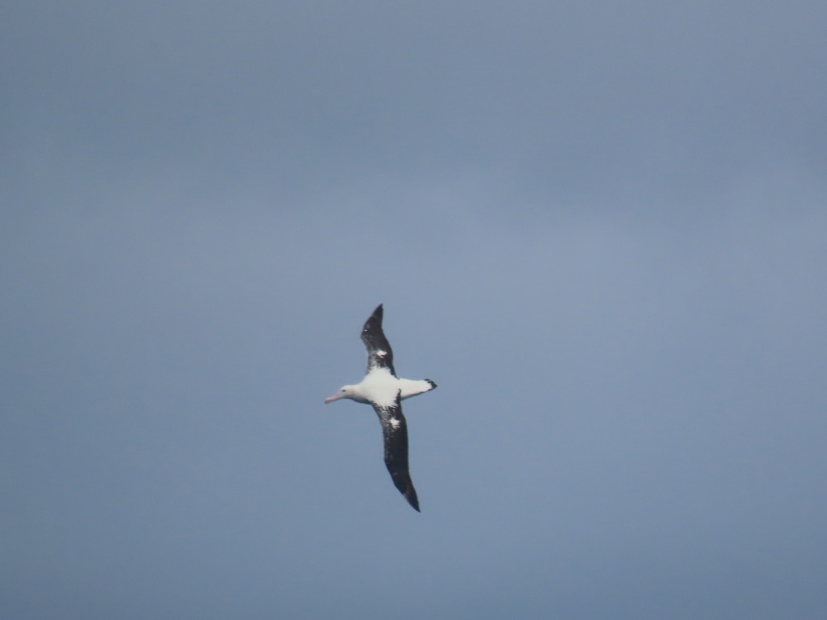 Snowy Albatross - ML623203524