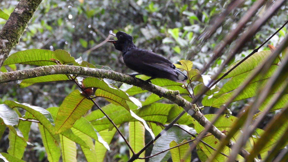 Bare-necked Umbrellabird - ML623203527