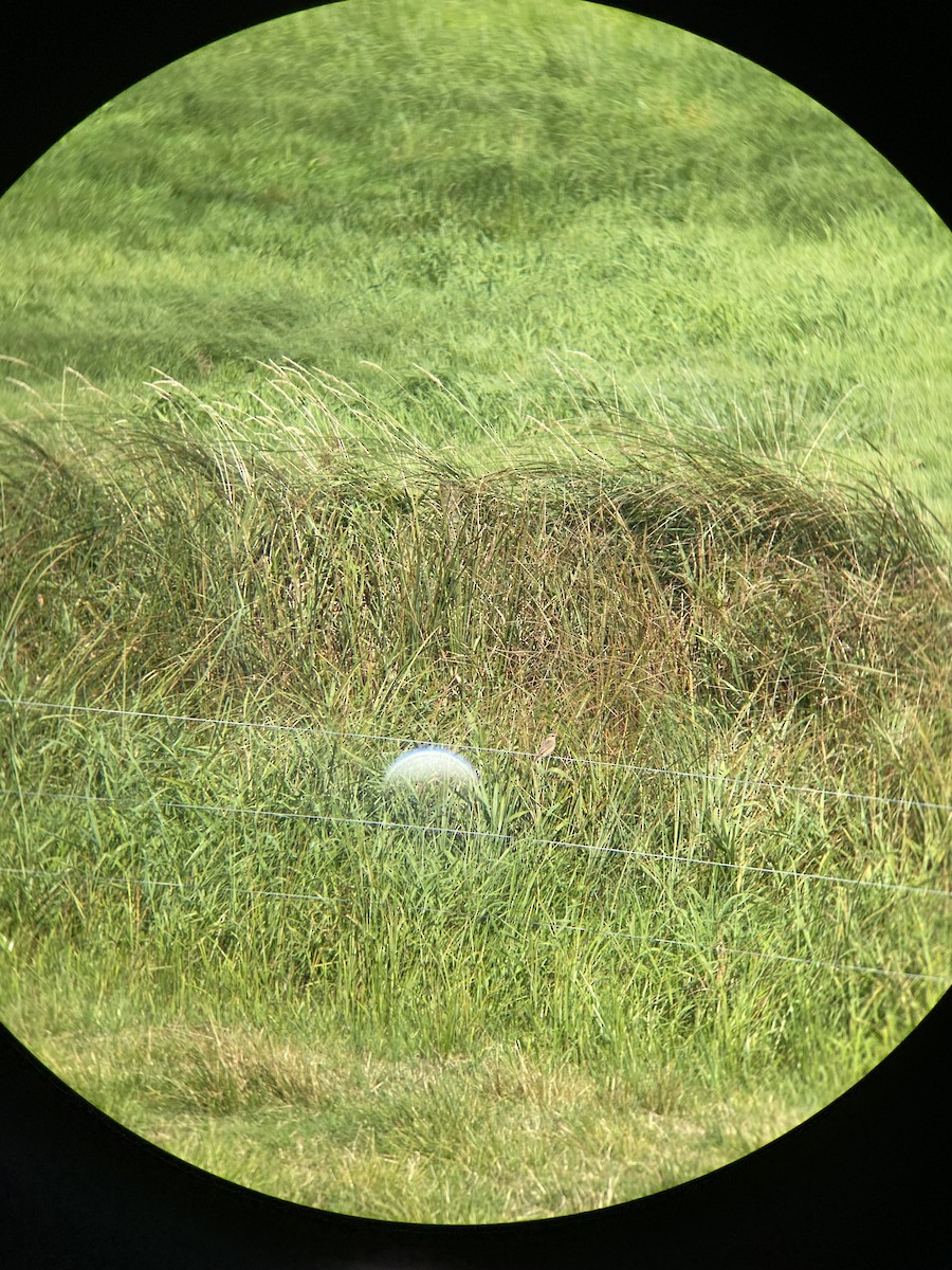 Whinchat - ML623203540