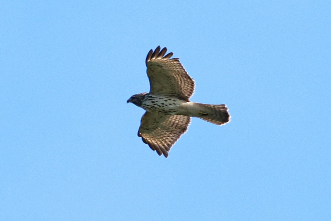 Red-shouldered Hawk - ML623203545