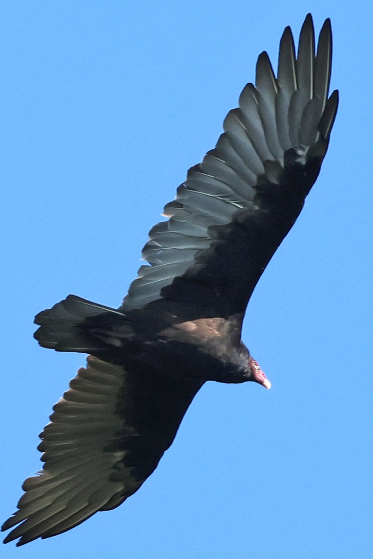 Turkey Vulture - ML623203551